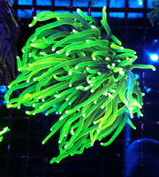 Euphyllia Glabrescens Limelight Torch 2 Köpfe Premium WYSIWYG / 702