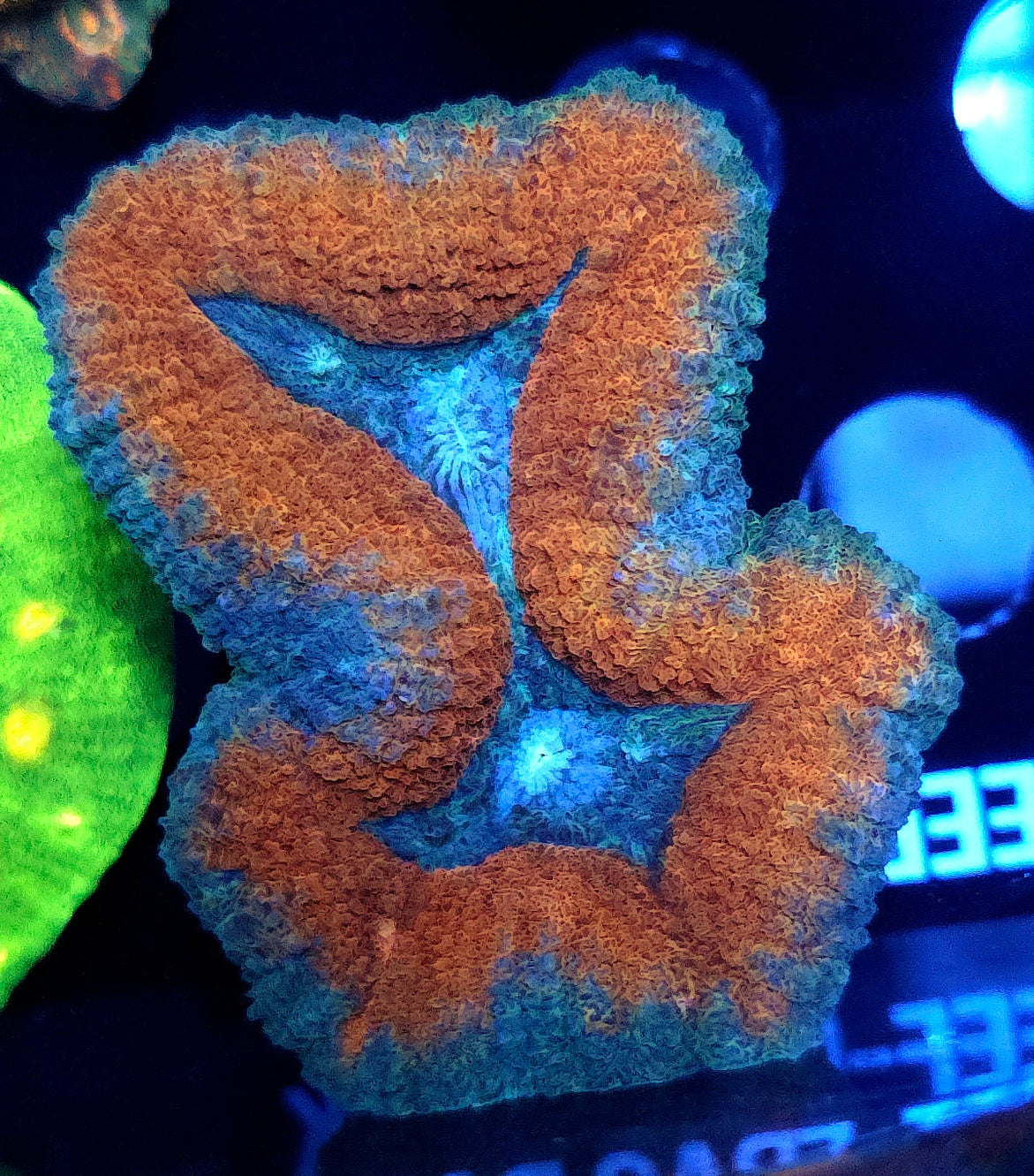 Lobophyllia Rainbow WYSIWYG / 702 – Produktbild