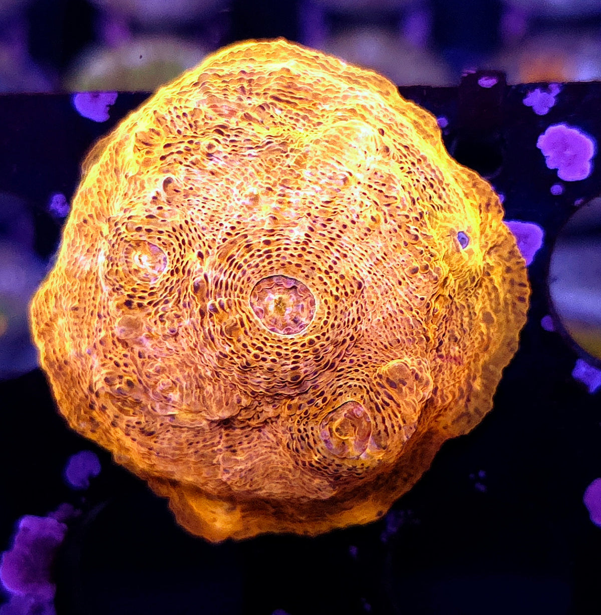Echinophyllia Chalice Gold 24k WYSIWYG / 703