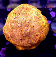 Echinophyllia Chalice Gold 24k WYSIWYG / 703