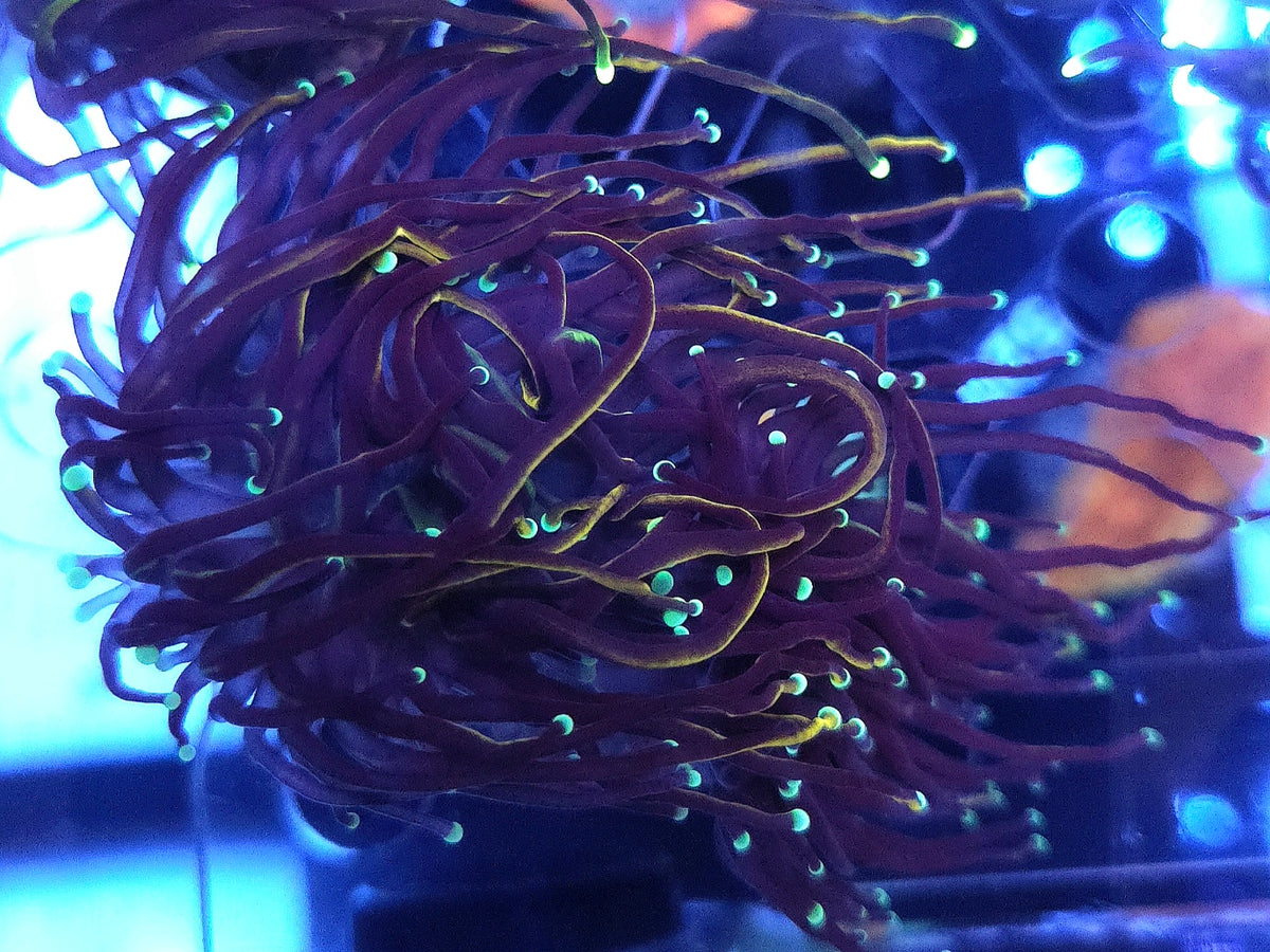 Euphyllia Glabrescens Tamer Golden Torch 2 Köpfe WYSIWYG - DNZ / 705 – Produktbild