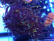Euphyllia Glabrescens Tamer Golden Torch 2 Köpfe WYSIWYG - DNZ / 705 – Produktbild
