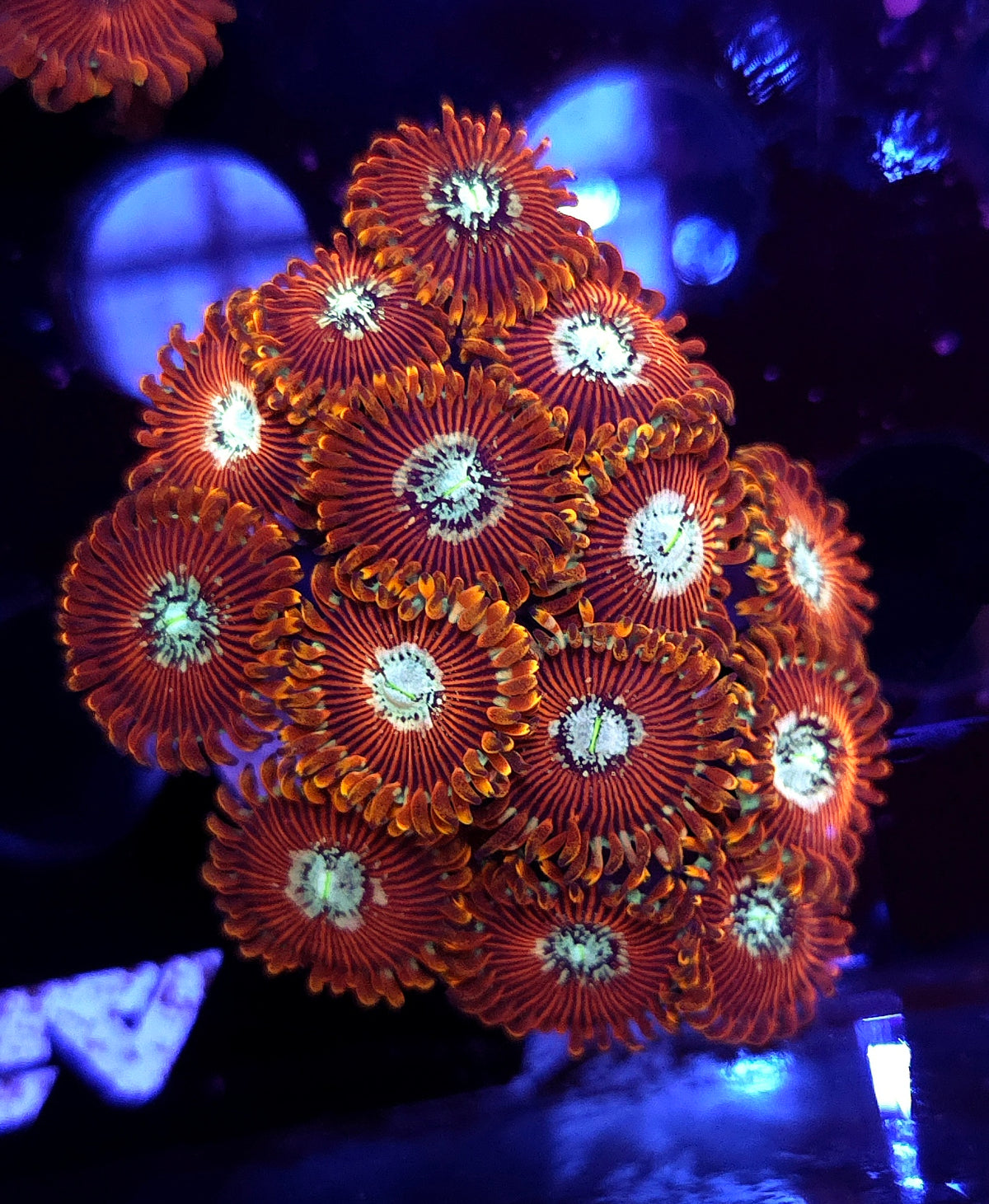 Zoanthus Red Magicia WYSIWYG / 713 – Produktbild