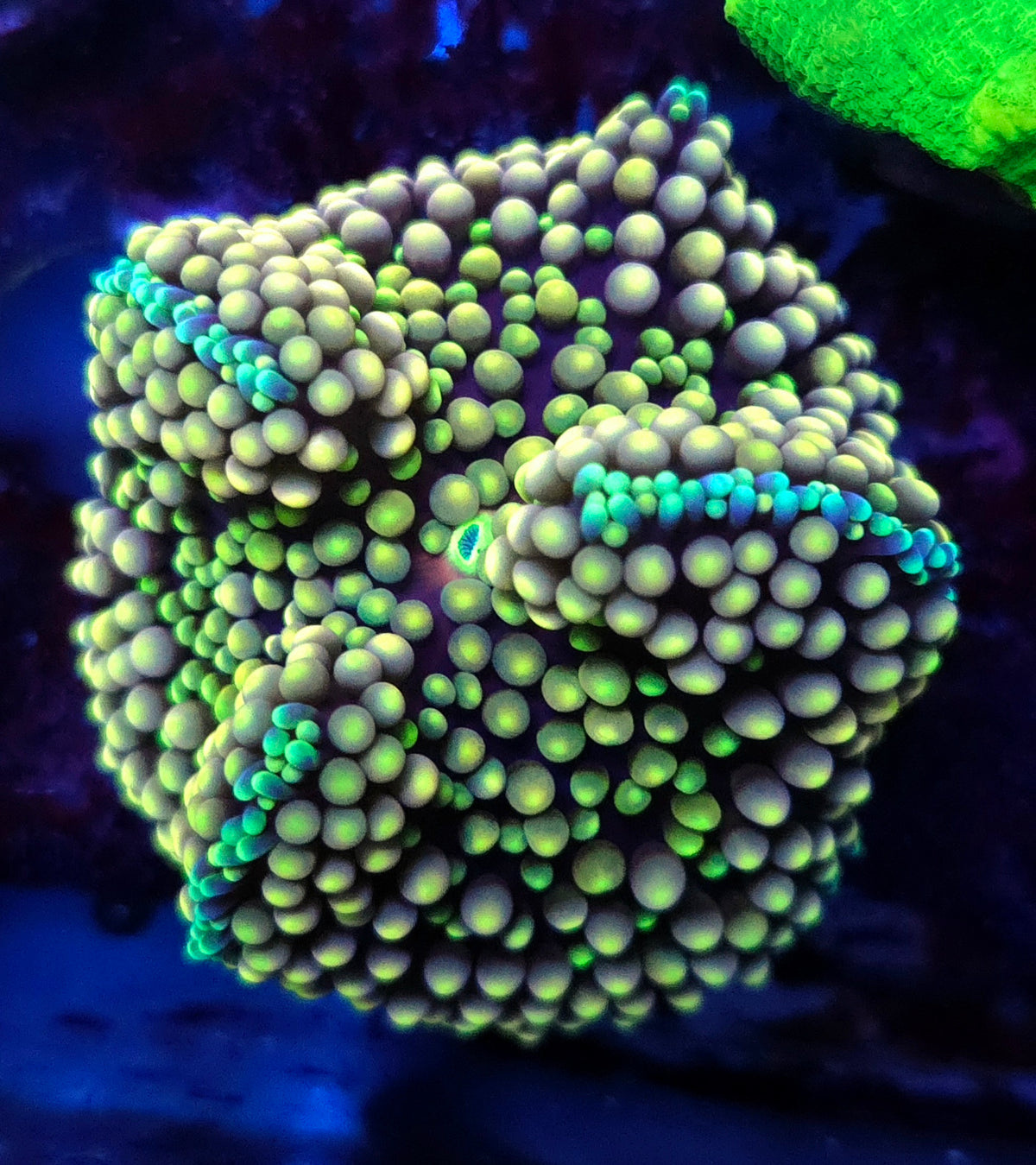 Ricordea florida Scheibenanemone WYSIWYG / 626 – Produktbild