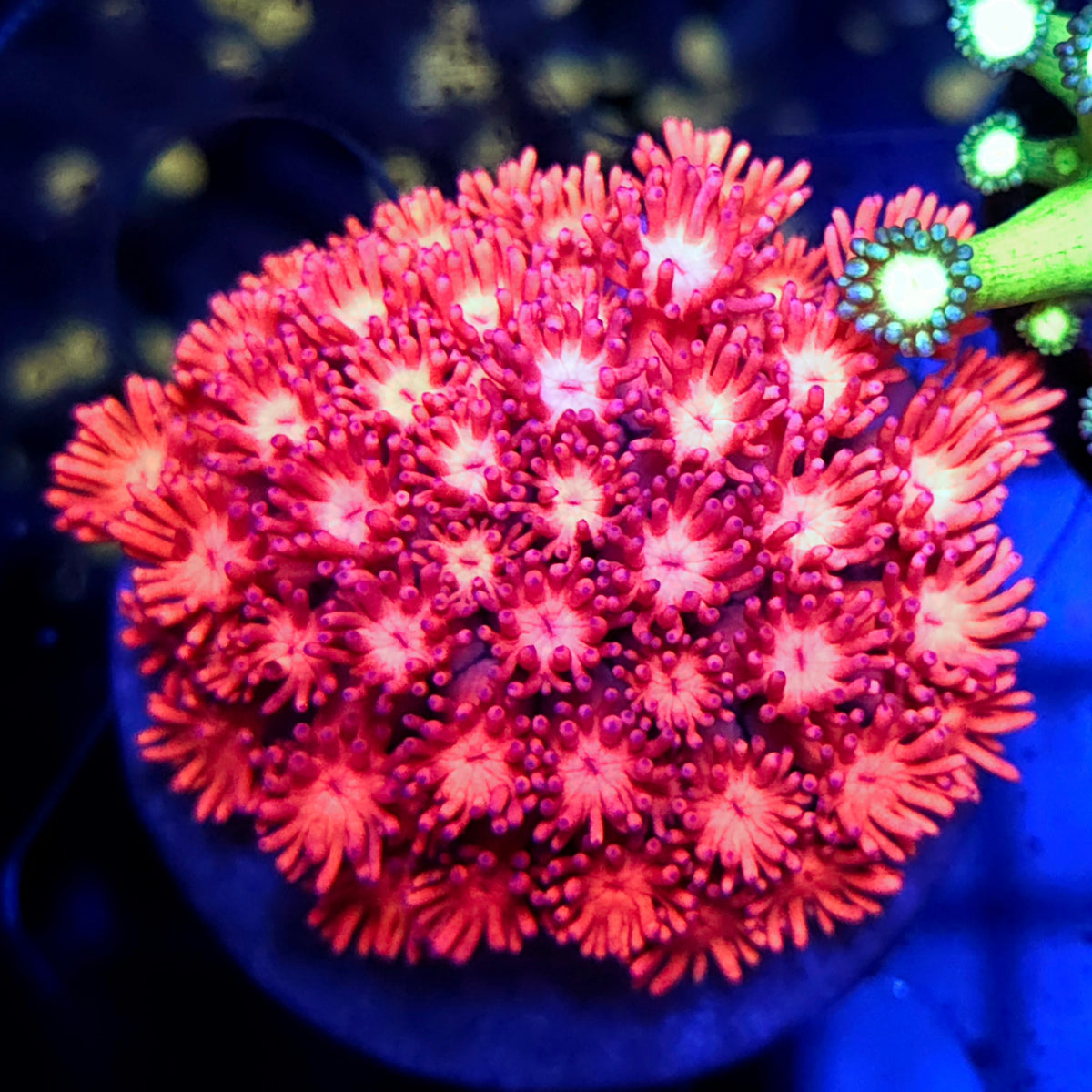 Goniopora Sakura Dream WYSIWYG - DNZ / 717 – Produktbild