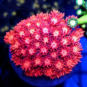 Goniopora Sakura Dream WYSIWYG - DNZ / 717 – Produktbild