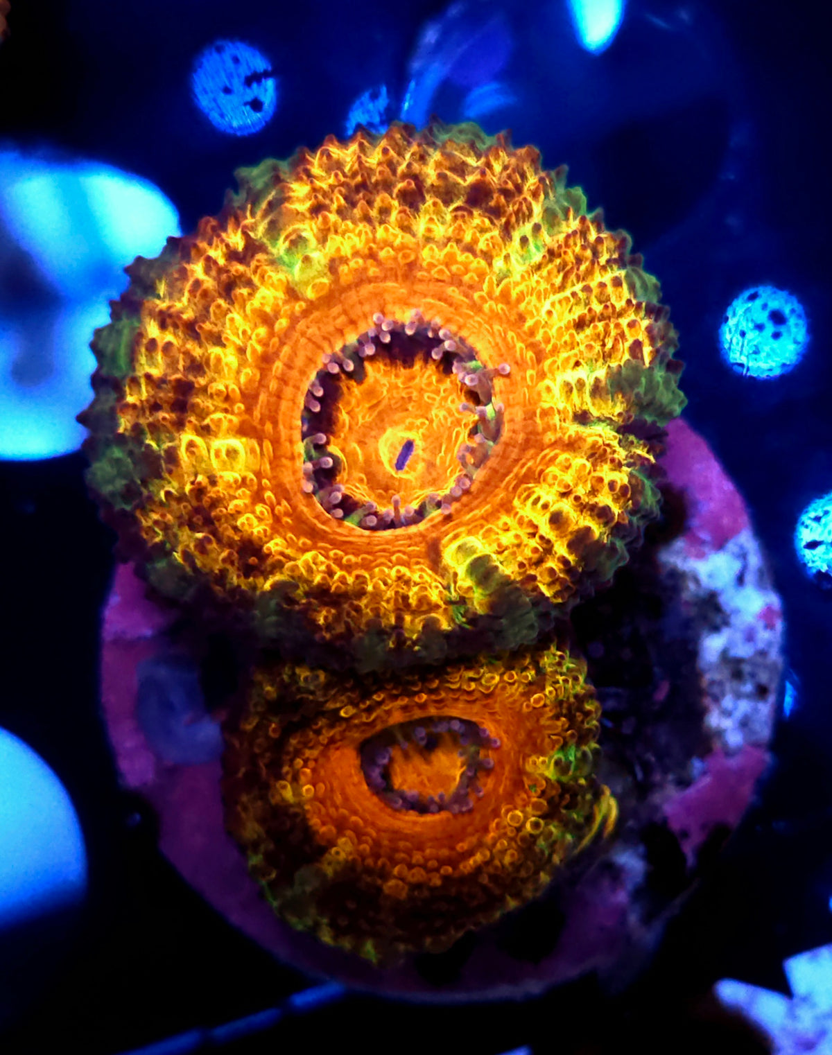 Acanthastrea lordhowensis Rainbow WYSIWYG / 718