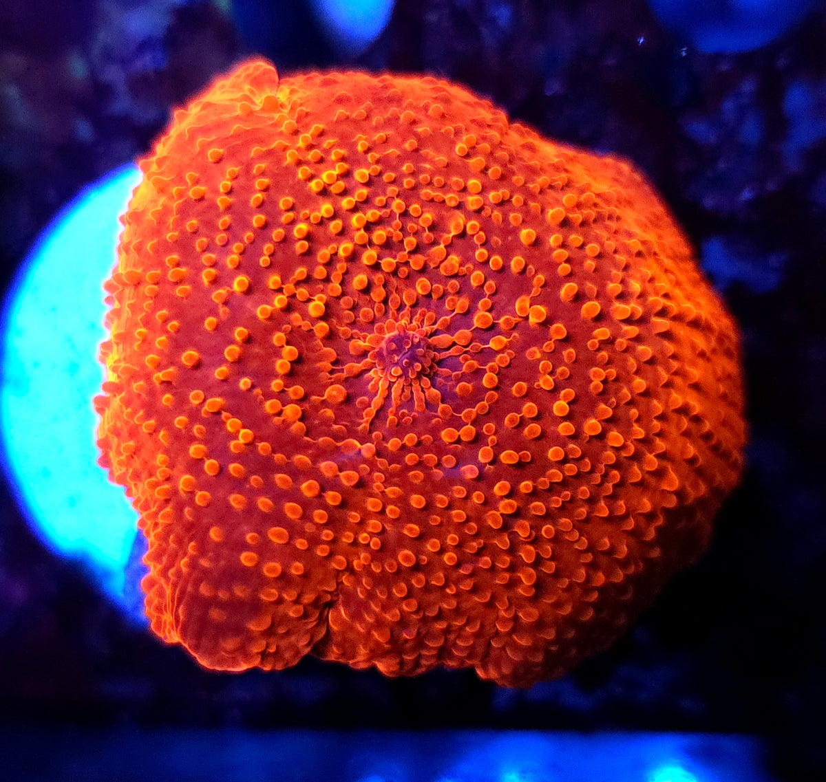 Discosoma Fireball Scheibenanemone WYSIWYG / 1415 -R