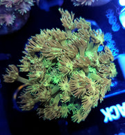 Goniopora Pastel Bouquet WYSIWYG / 721