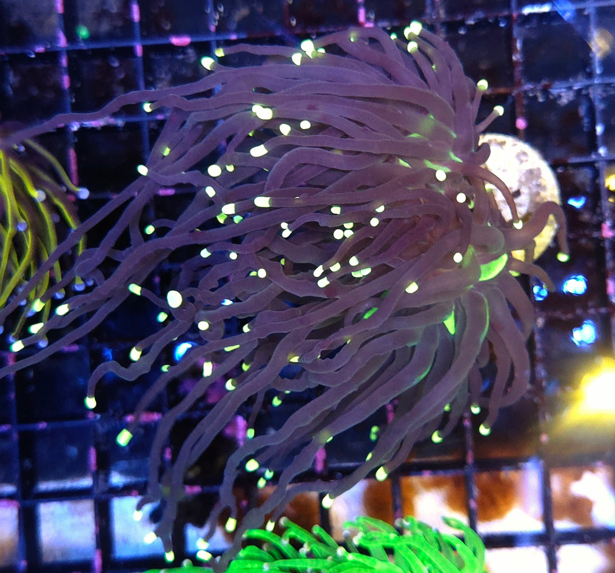 Euphyllia Glabrescens Black Torch WYSIWYG - DNZ / 722