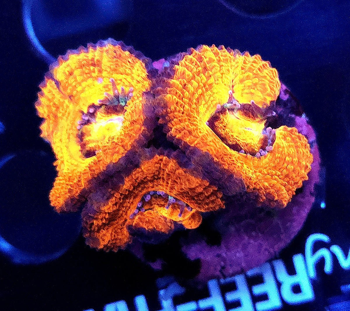 Acanthastrea lordhowensis WYSIWYG / 724 – Produktbild