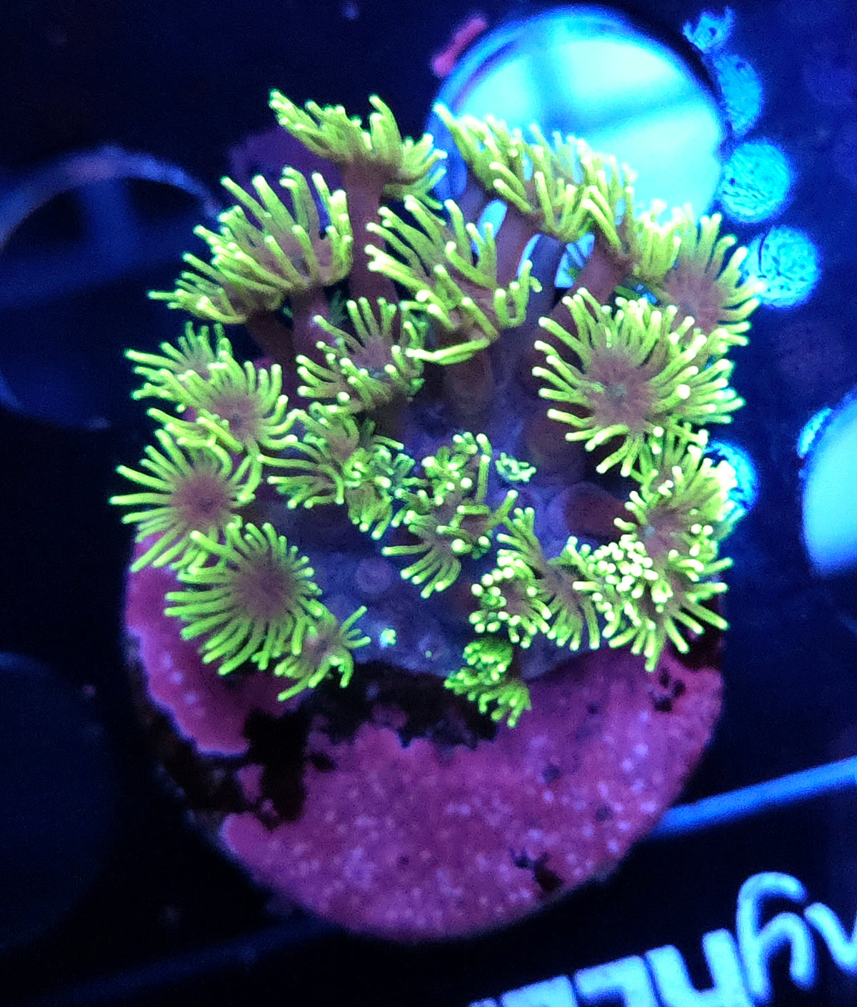 Goniopora CP Lime Puff WYSIWYG / 726