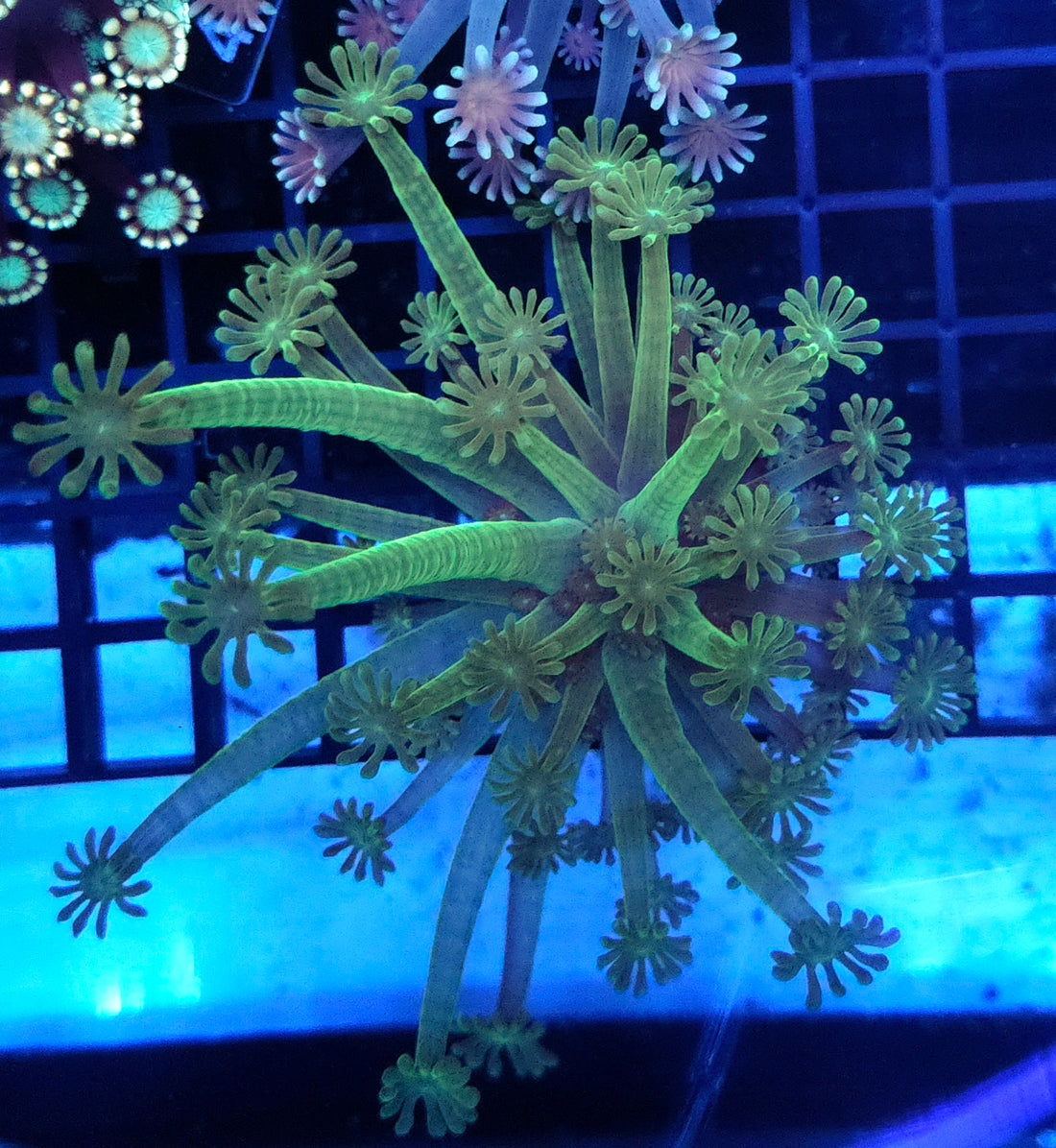Alveopora CP Green Halo - DNZ / 727