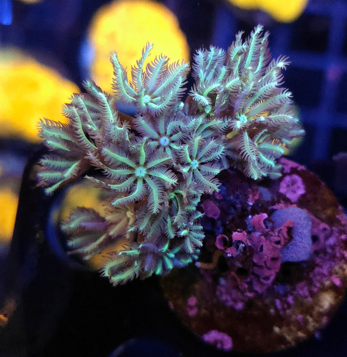 Tubipora Snow Day WYSIWYG / 730