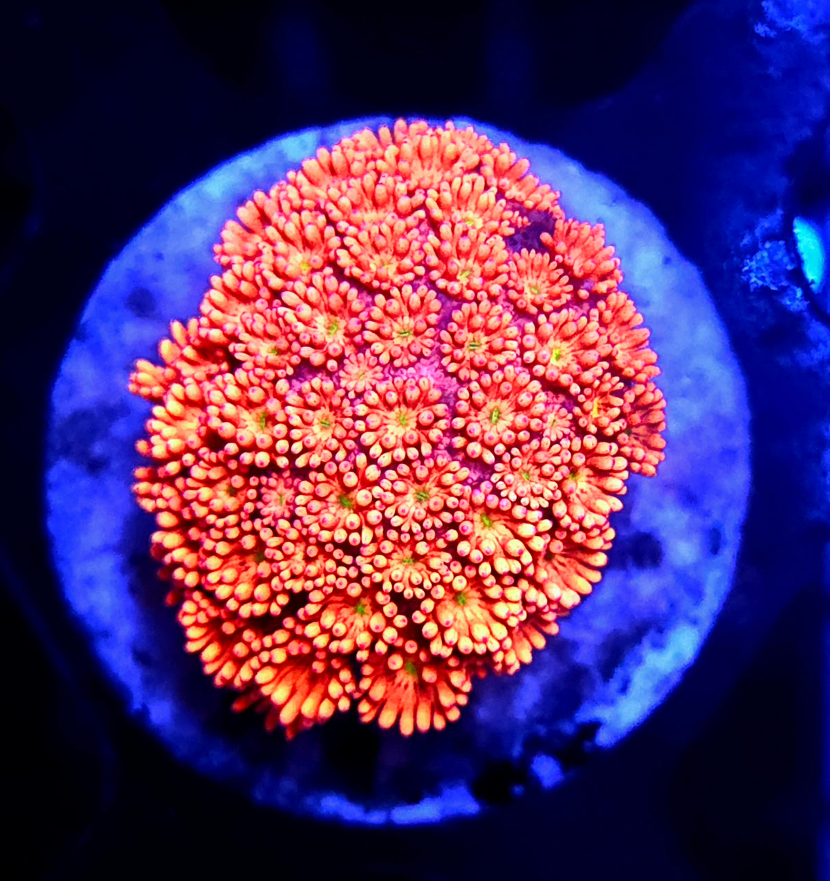 Goniopora Orange Passion WYSIWYG - DNZ / 733 – Produktbild