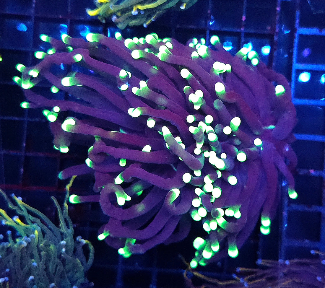 Euphyllia Glabrescens Black Torch gelb Tipps Premium WYSIWYG / 743