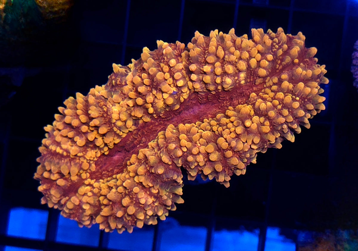 Lobophyllia Rainbow WYSIWYG / 745 – Produktbild