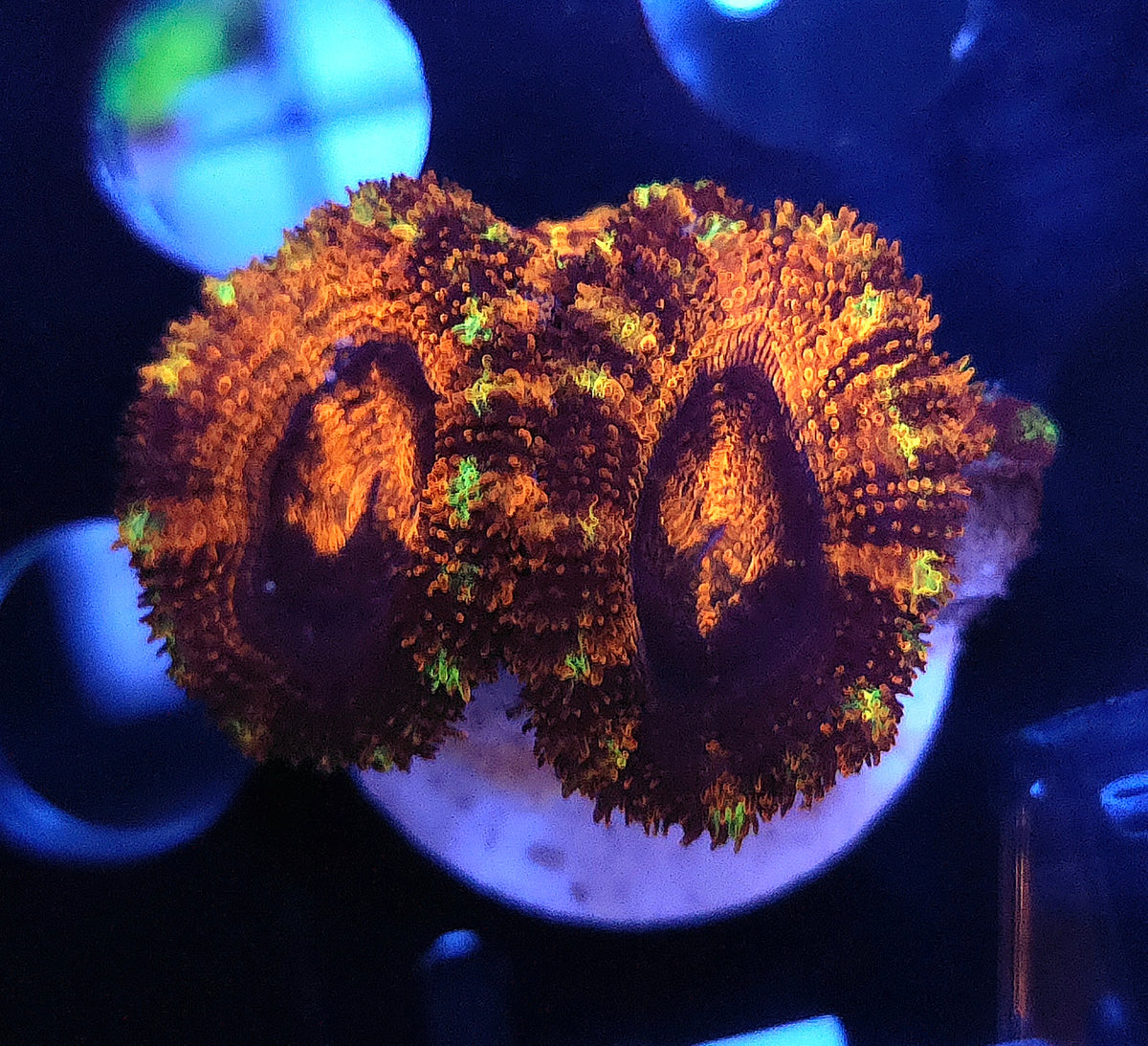Acanthastrea lordhowensis WYSIWYG / 746 – Produktbild