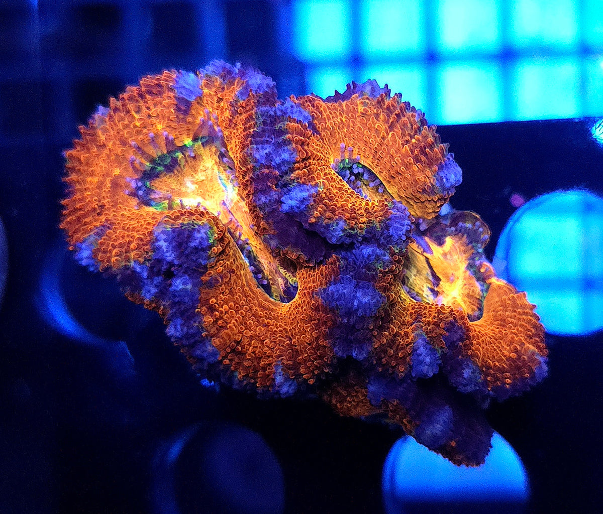 Acanthastrea lordhowensis WYSIWYG / 747