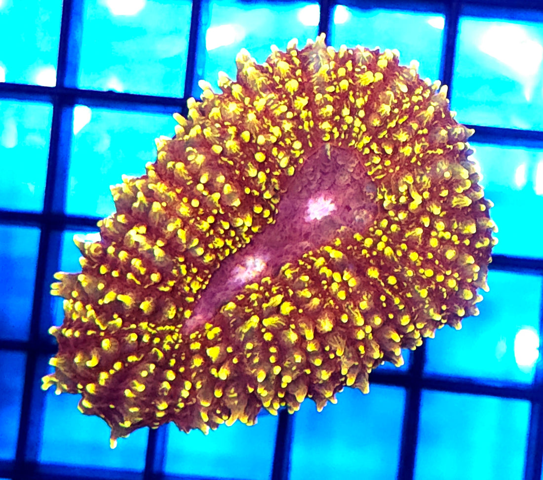 Lobophyllia Rainbow WYSIWYG / 748