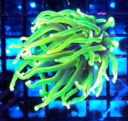 Euphyllia Glabrescens Limelight Torch Premium WYSIWYG / 752