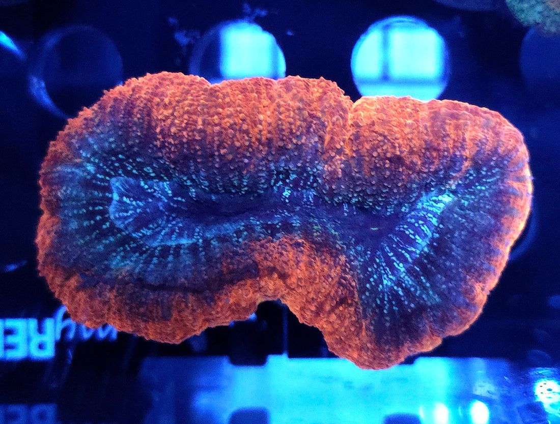 Lobophyllia Rainbow WYSIWYG / 754