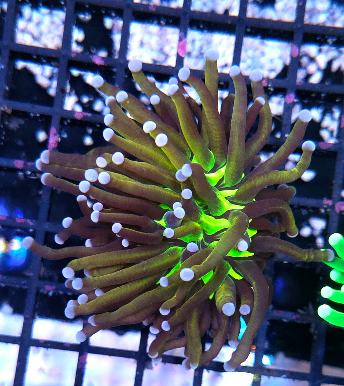 Euphyllia Glabrescens Golden Joker Torch WYSIWYG / 754 – Foto 2: Tageslicht / Photo 2: daylight