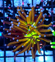 Euphyllia Glabrescens Golden Joker Torch WYSIWYG / 754 – Foto 1: Blaulicht / Photo 1: blue light