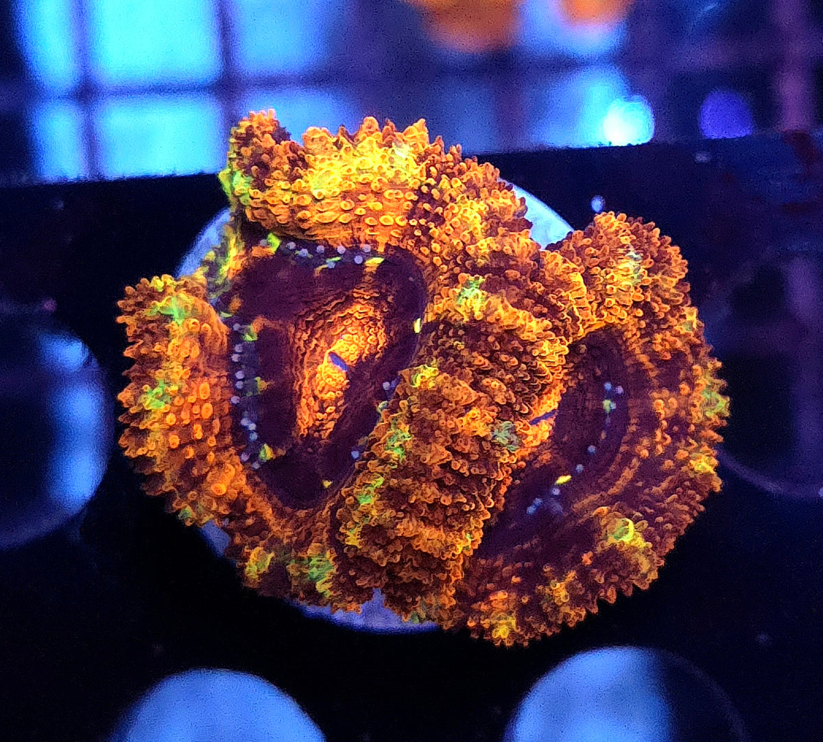 Acanthastrea lordhowensis WYSIWYG / 759 – Produktbild