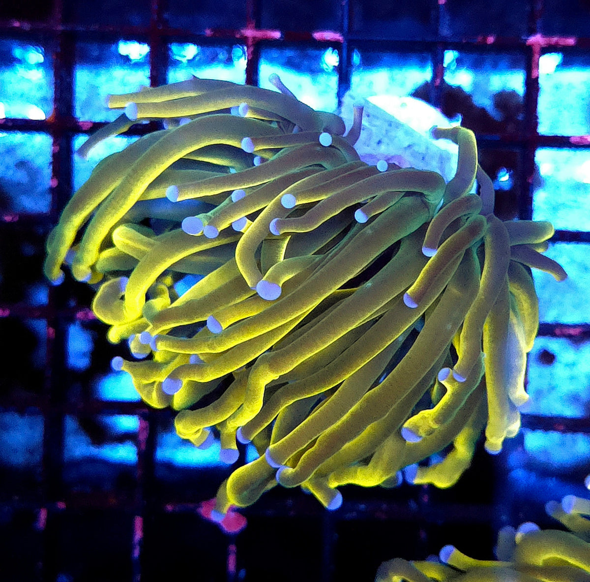 Euphyllia Glabrescens Golden Anaconda Torch WYSIWYG / 760