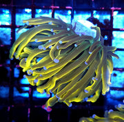 Euphyllia Glabrescens Golden Anaconda Torch WYSIWYG / 760