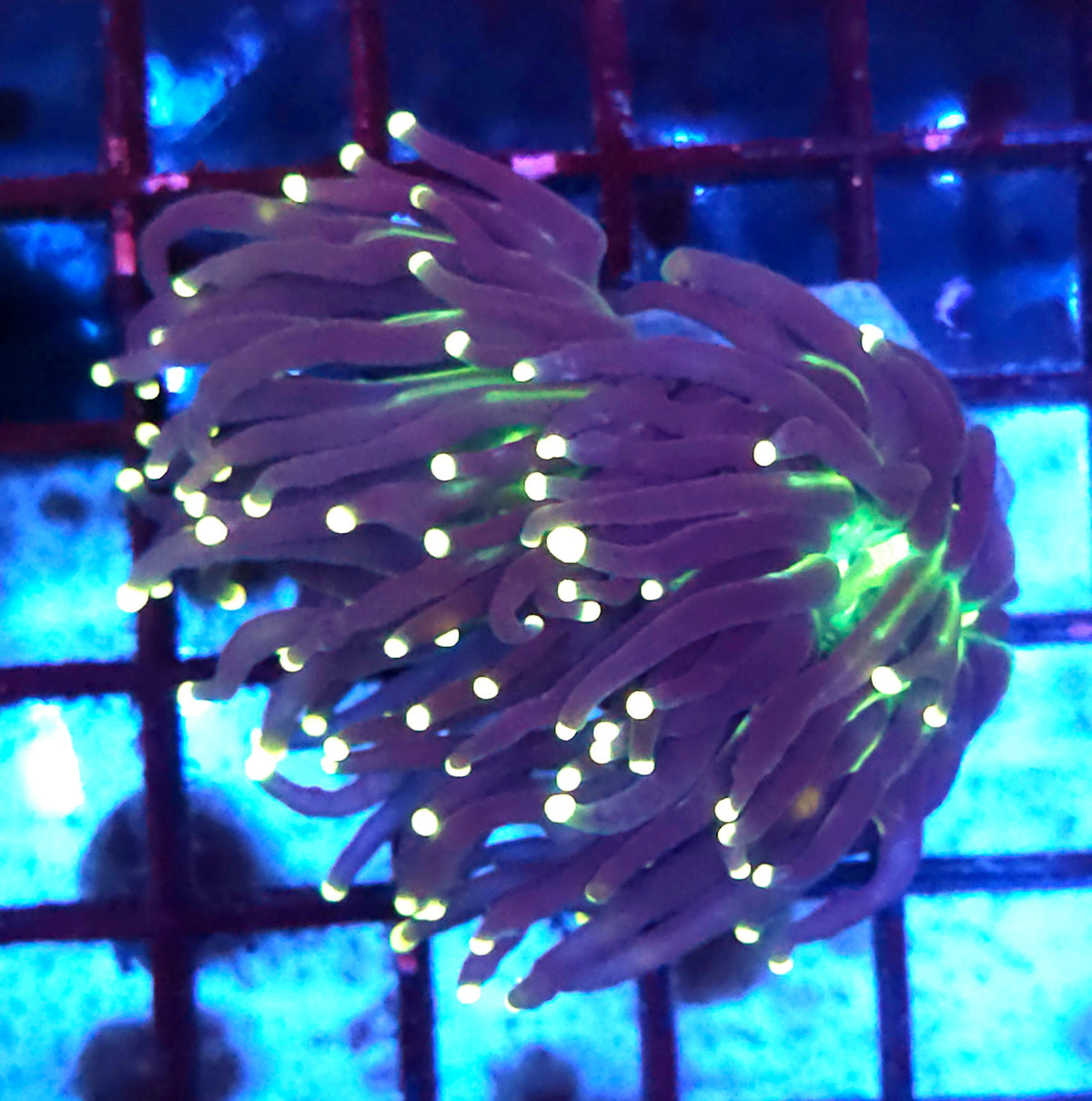 Euphyllia Glabrescens Black Torch gelb Tipps 2 Köpfe WYSIWYG – DNZ / 767