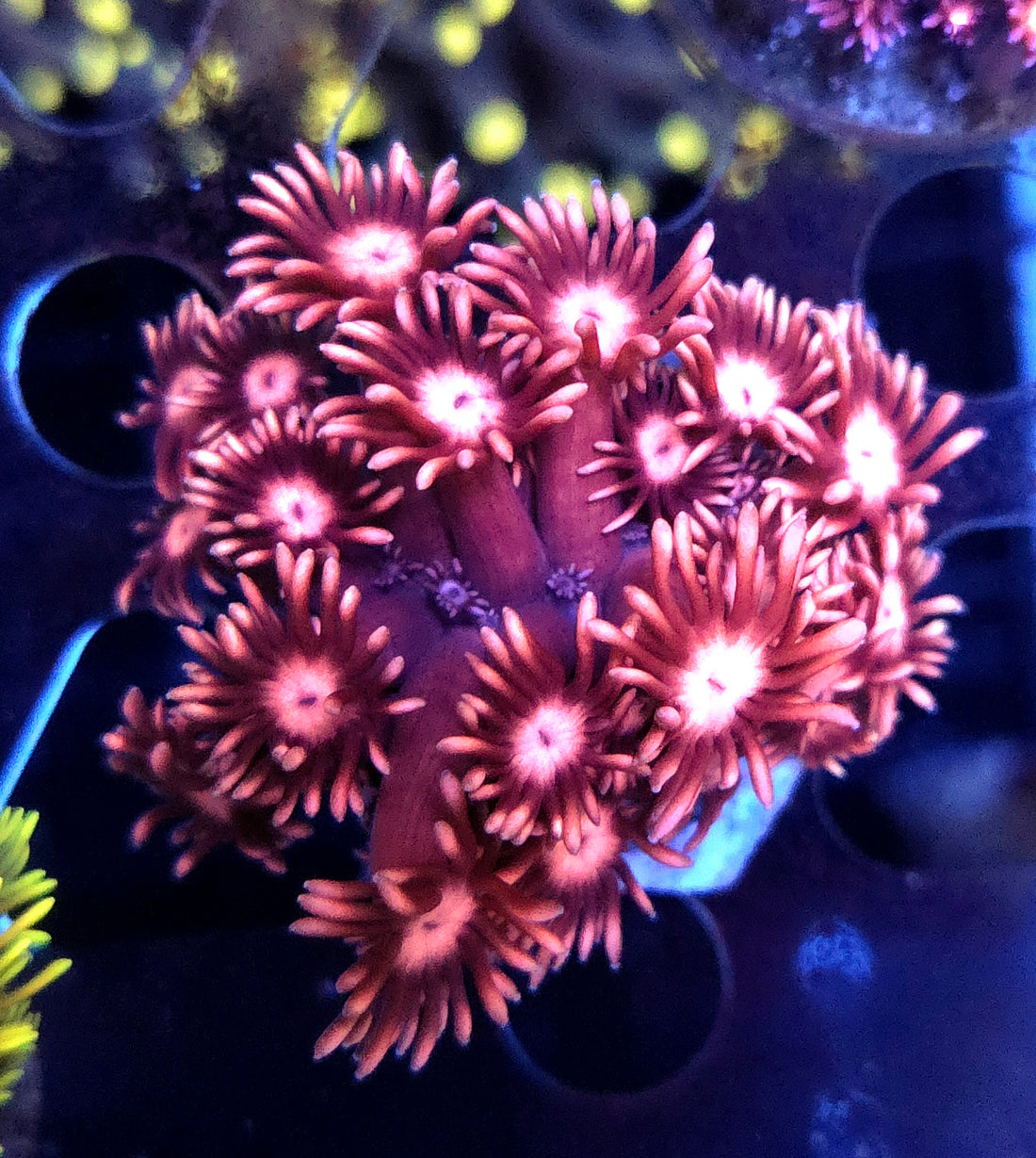 Goniopora Starburst Kiss WYSIWYG - DNZ / 769