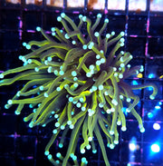 Euphyllia Glabrescens Tamer Golden Torch WYSIWYG / 771