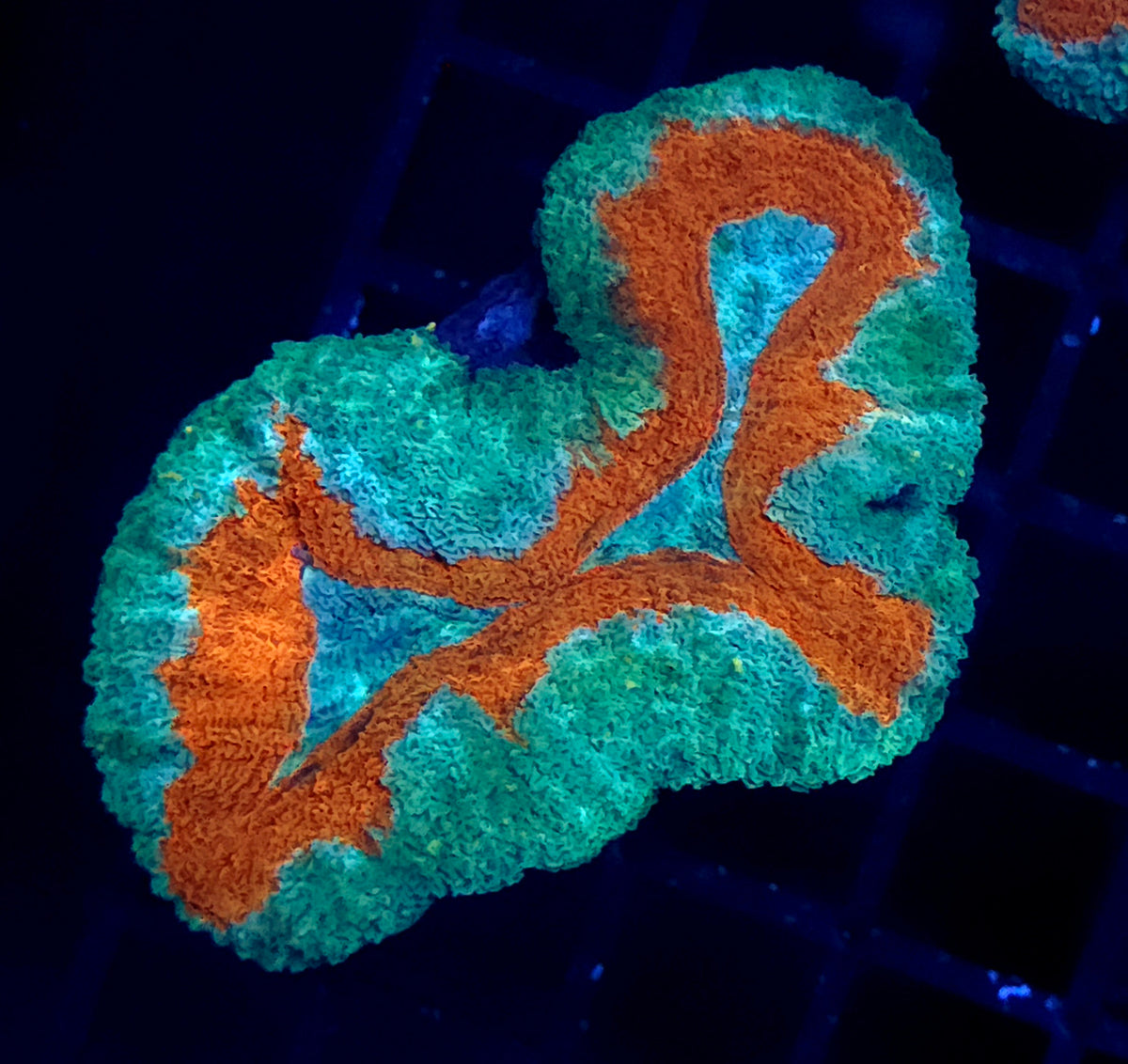 Lobophyllia Rainbow WYSIWYG / 773 – Produktbild