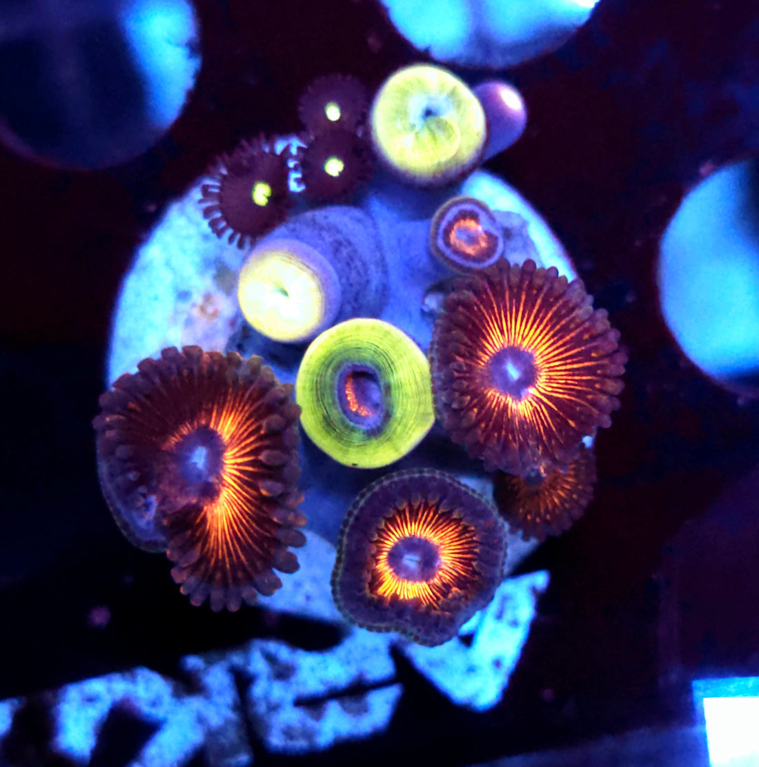 Zoanthus Mix WYSIWYG / 774