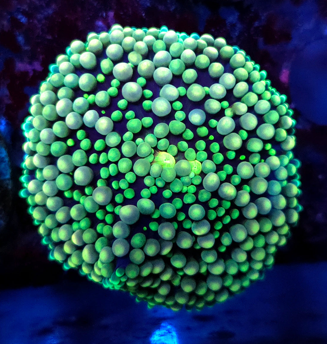 Ricordea florida Scheibenanemone WYSIWYG / 742