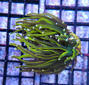 Euphyllia glabrescens Holy Grail Rapunzel Torch WYSIWYG - DNZ / 783 – Foto 2: Tageslicht / Photo 2: daylight