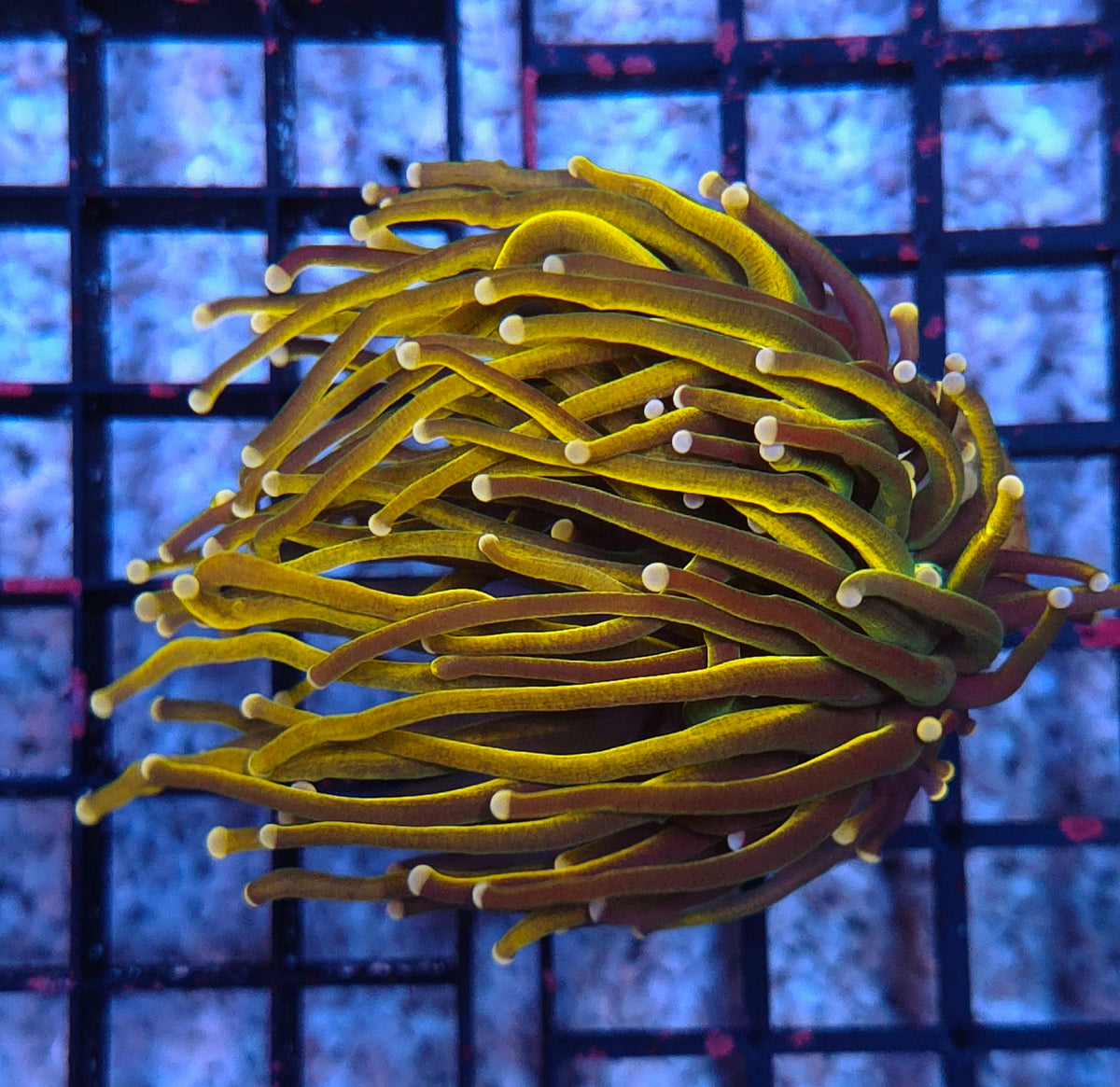 Euphyllia glabrescens Holy Grail Rapunzel Torch WYSIWYG - DNZ / 783 – Foto 1: Blaulicht / Photo 1: blue light
