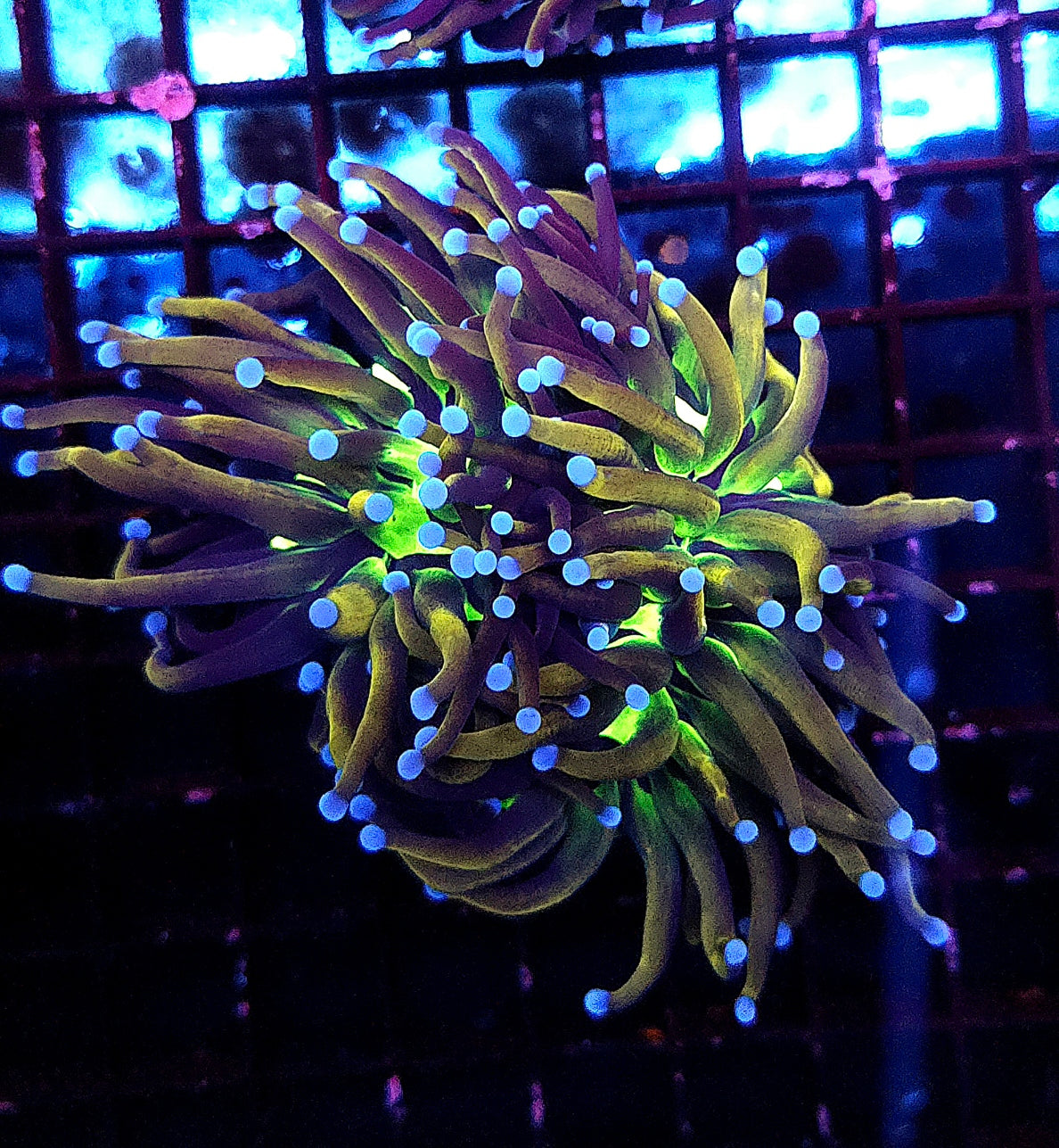 Euphyllia Glabrescens Golden Joker Torch WYSIWYG / 789