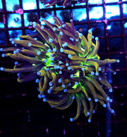 Euphyllia Glabrescens Golden Joker Torch WYSIWYG / 789