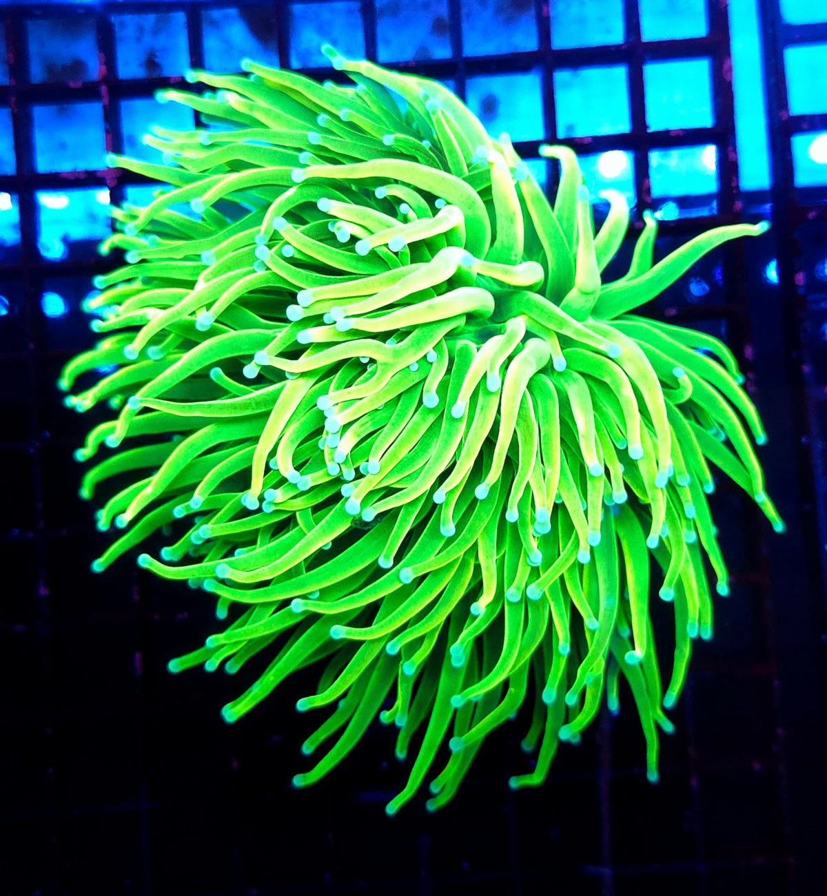 Euphyllia glabrescens Holy Grail Torch 2 Köpfe WYSIWYG / 789 – Produktbild
