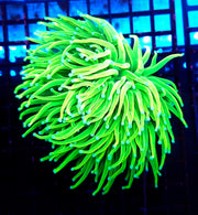 Euphyllia glabrescens Holy Grail Torch 2 Köpfe WYSIWYG / 789 – Produktbild