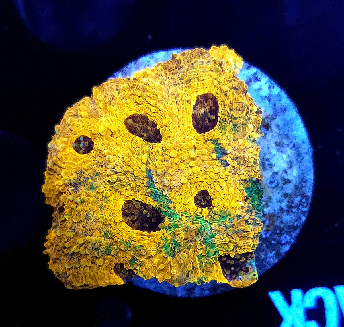 Acanthastrea echinata Rainbow WYSIWYG / 794 – Produktbild