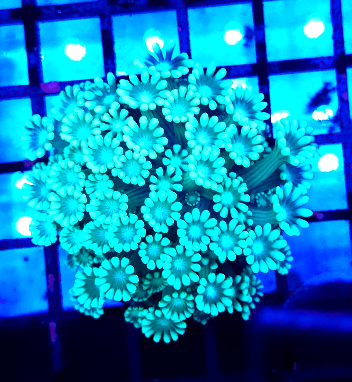 Alveopora CP Crystal Lagoon WYSIWYG - DNZ / 8406-L