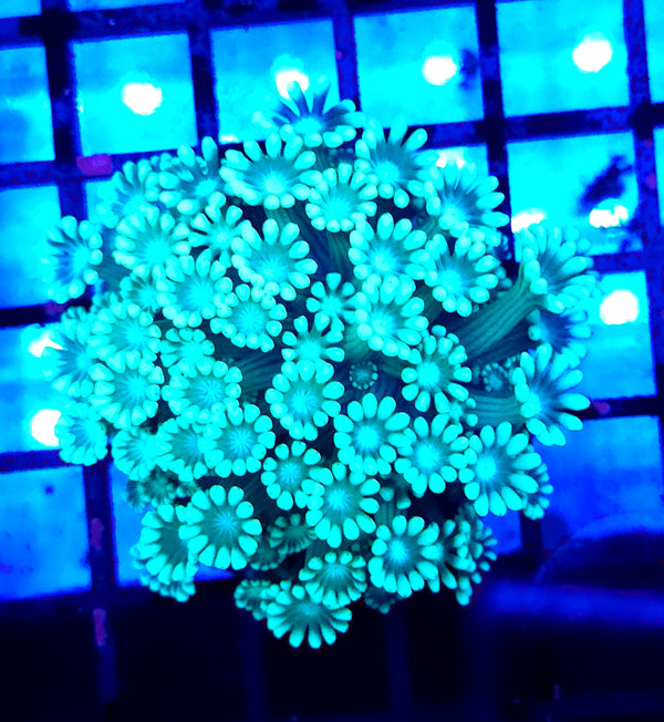 Alveopora CP Crystal Lagoon WYSIWYG - DNZ / 8406-L