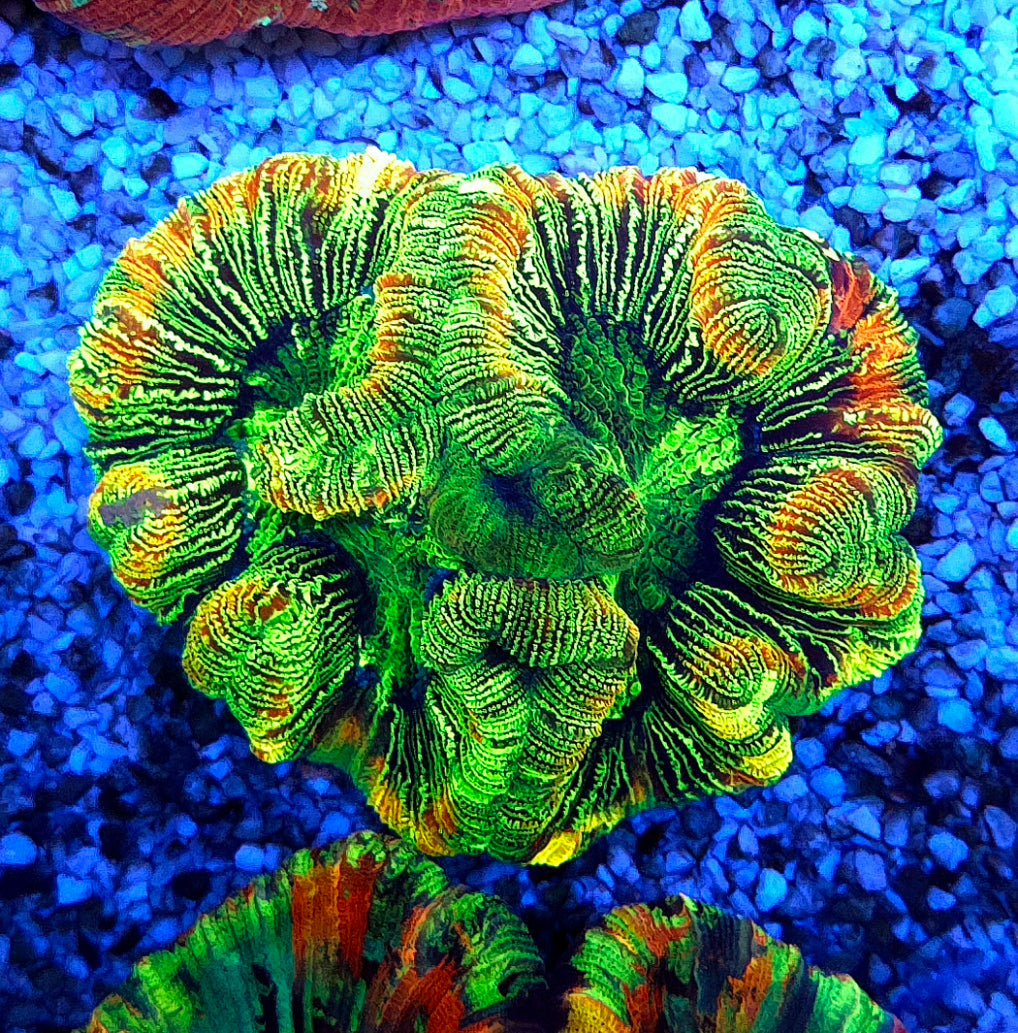 Trachyphyllia Rainbow WYSIWYG / 8409