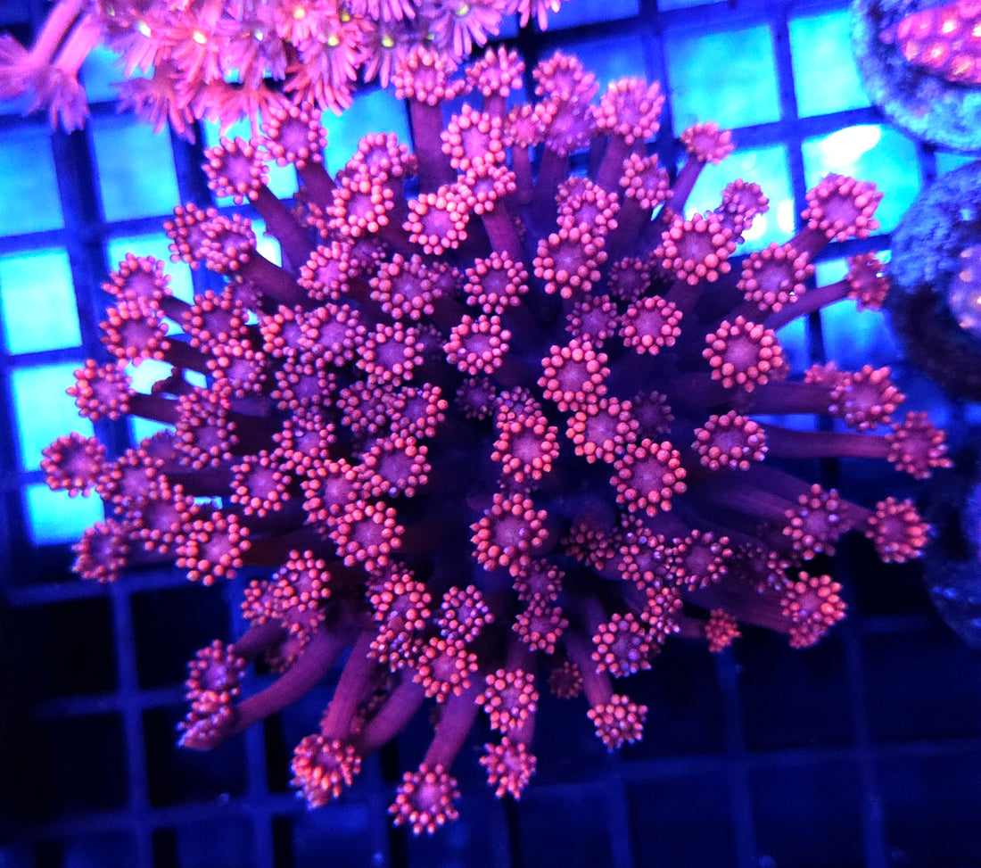 Goniopora XL WYSIWYG / 8410 - R
