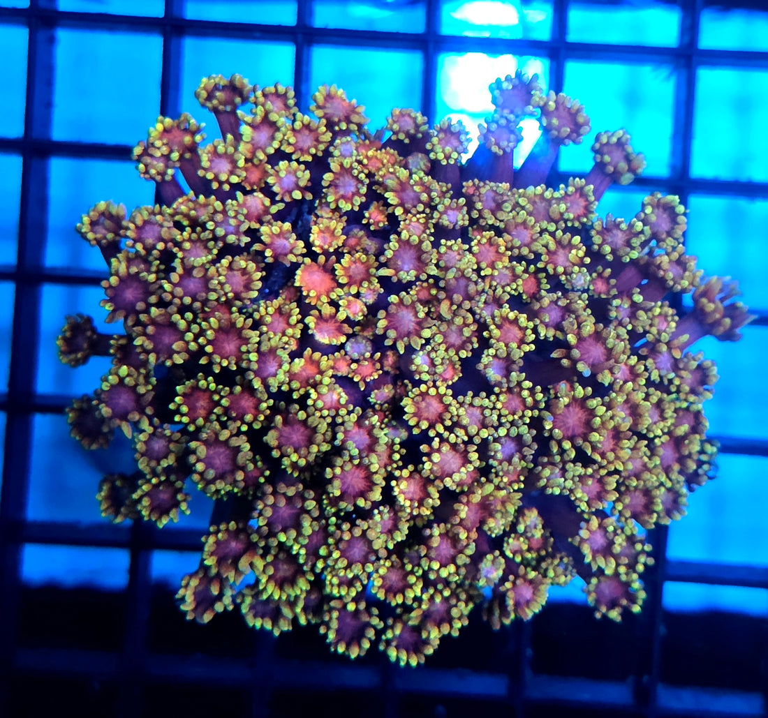 Goniopora Tutti Frutti XL WYSIWYG / 8410