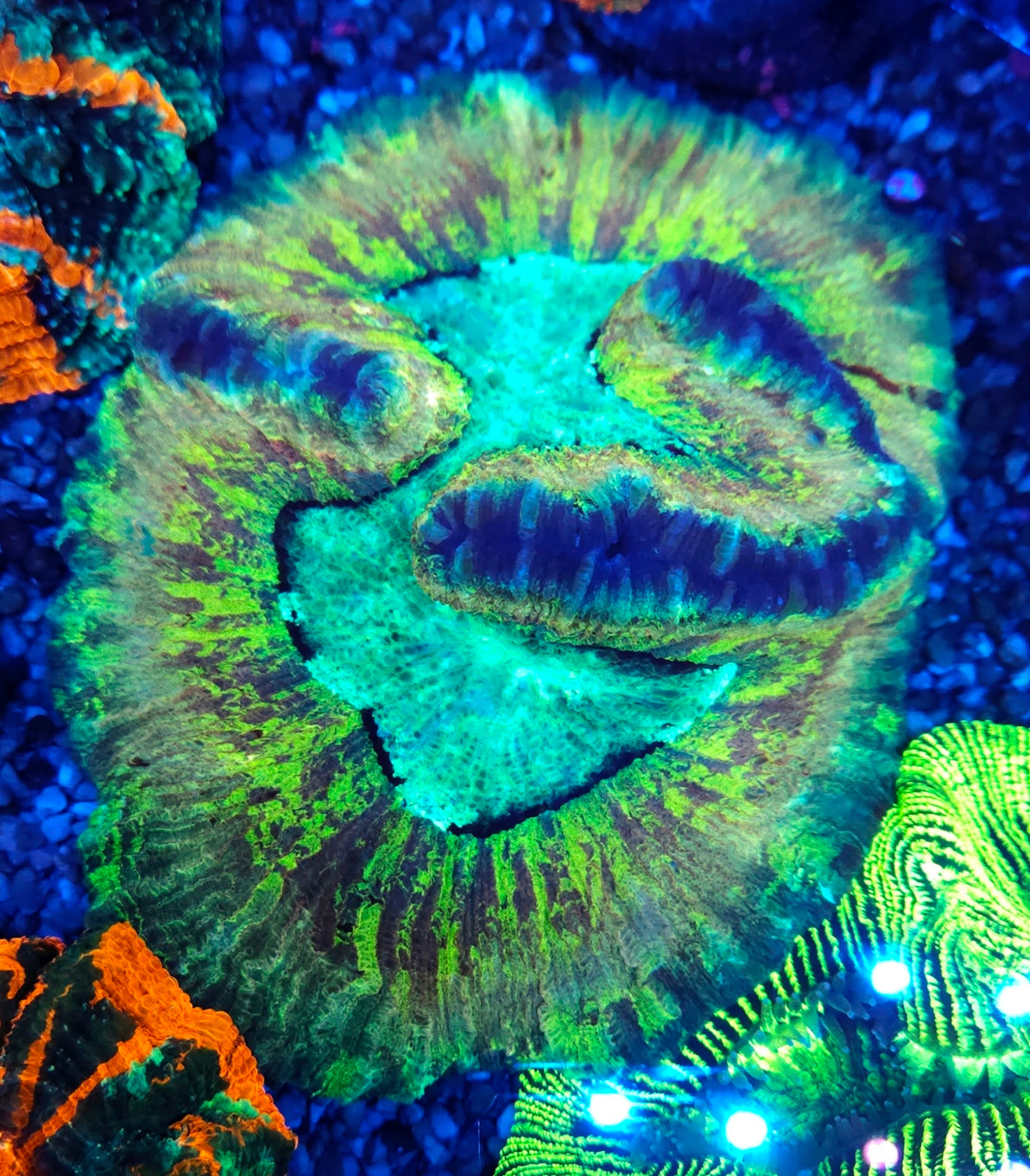 Trachyphyllia Rainbow WYSIWYG / 8450 – Produktbild